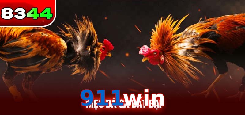 Đá gà 911win có sức hấp dẫn